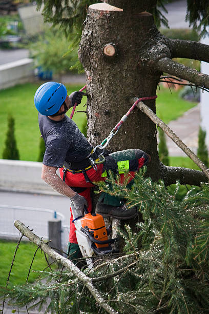 Best Hazardous Tree Removal  in San Diego, CA